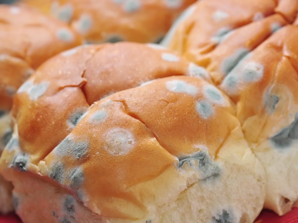 Bread Buns showing Traces of Fungus